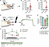 Older rats exhibit impaired NMJ transmission, and ClC-1 inhibition enhances