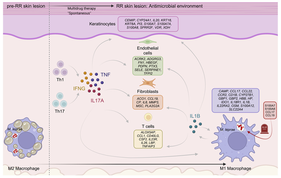 graphical abstract