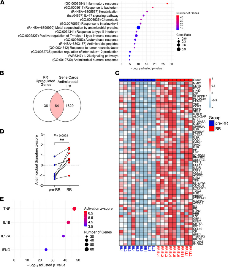 Functional analysis of RR-upregulated genes.
(A) Dot plot of selected ho...