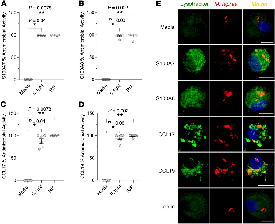 S100A7, S100A8, CCL17, and CCL19 show antimicrobial activity against M. ...