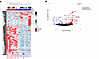 Differential gene expression analysis of RR versus pre-RR groups.