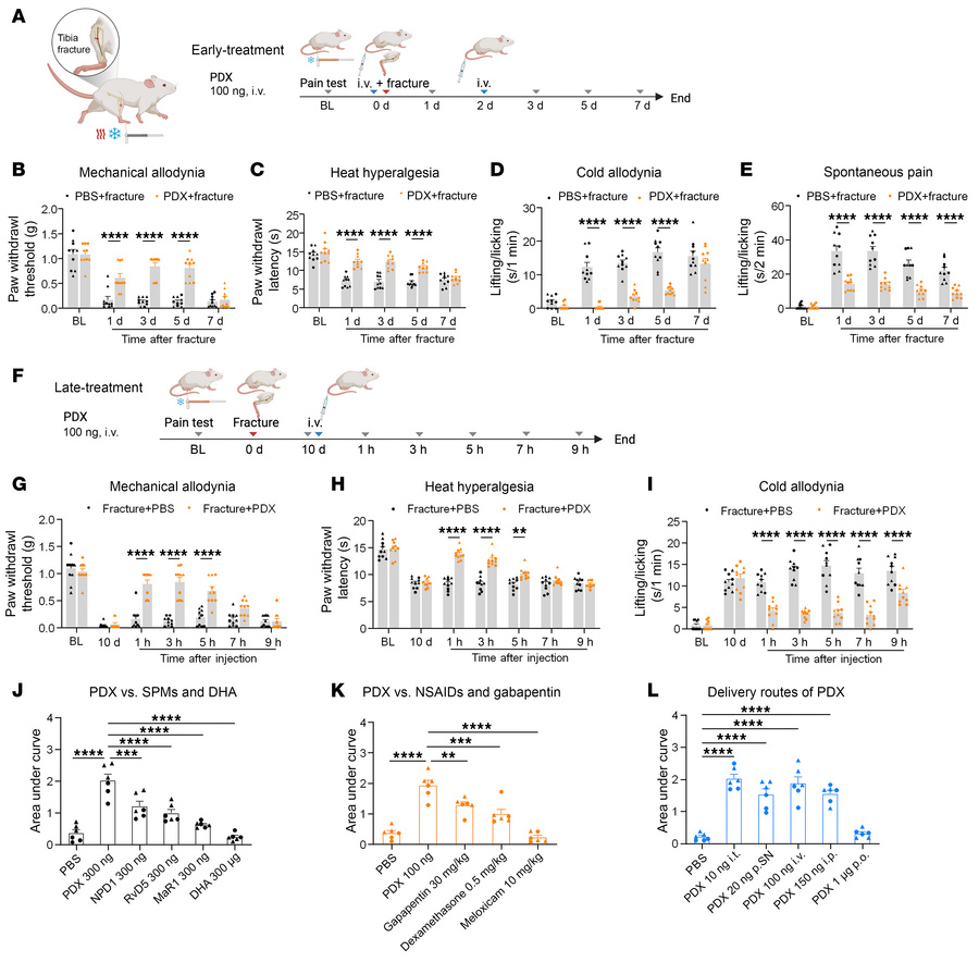 Perisurgical pre- and posttreatment PDX attenuates tibial fPOP in CD1 mi...
