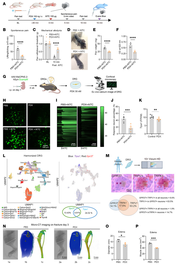 PDX reduces TRPA1-mediated spontaneous pain and neurogenic inflammation ...