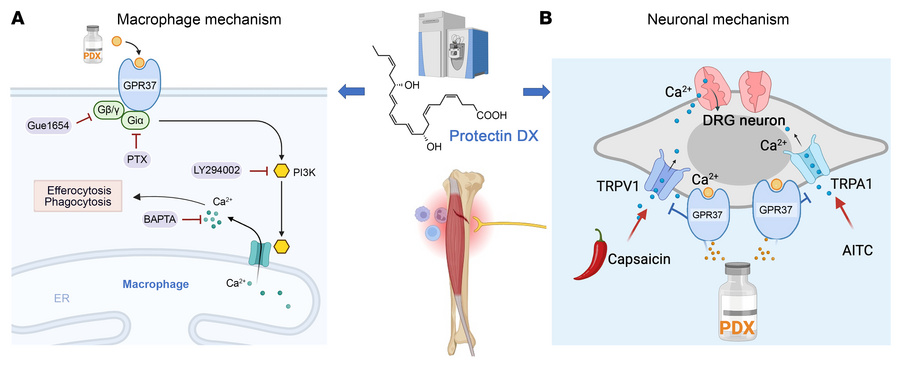 Working hypothesis by which PDX alleviates postoperative pain after tibi...