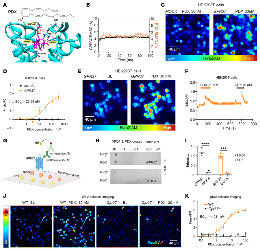 PDX directly binds GPR37 and increases calcium influx in HEK293T cells a...