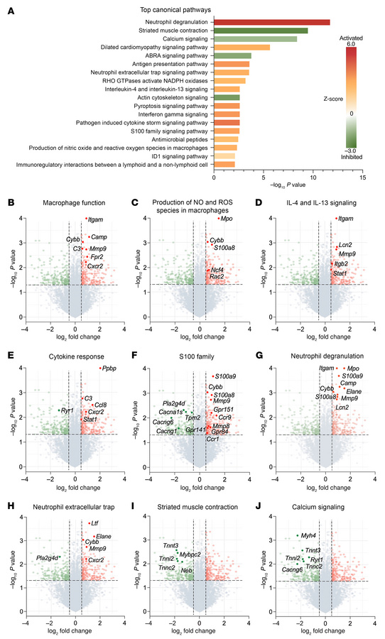 Bulk RNA-seq shows the PDX effects on multiple pathways in DRG of mice w...