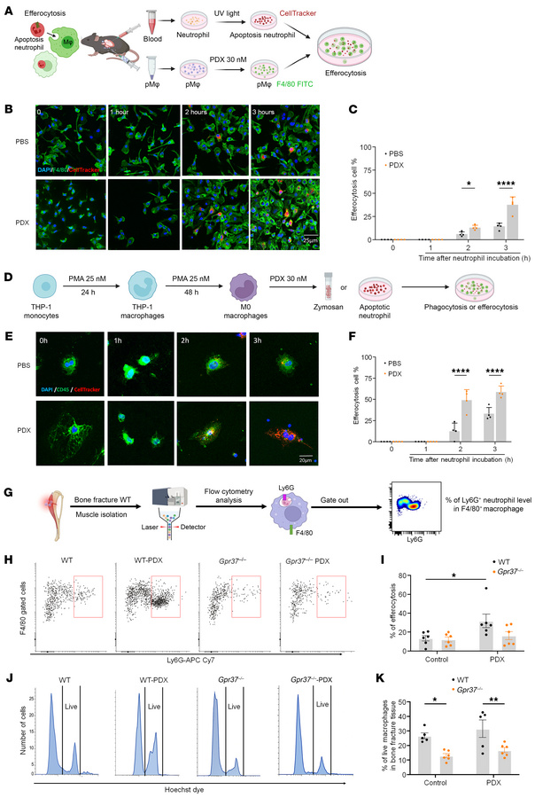 PDX accelerates macrophage efferocytosis of neutrophils in C57BL/6 mice ...