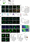 PDX increases macrophage phagocytosis in pMφs of C57BL/6 mice and THP1-deri
