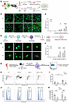 PDX accelerates macrophage efferocytosis of neutrophils in C57BL/6 mice via