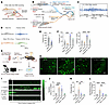 PDX inhibits the C-fiber reflex in vivo and DRG spontaneous neuronal activi