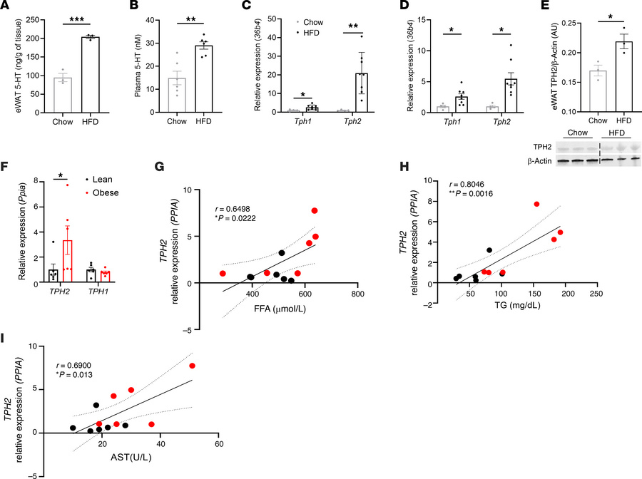 Obesity dramatically upregulates adipocyte TPH2 expression in both mice ...