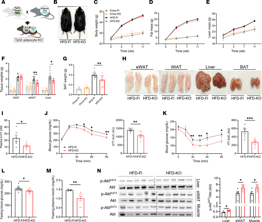 Mice with adipocyte-specific deficiency of TPH2 are not resistant to HFD...