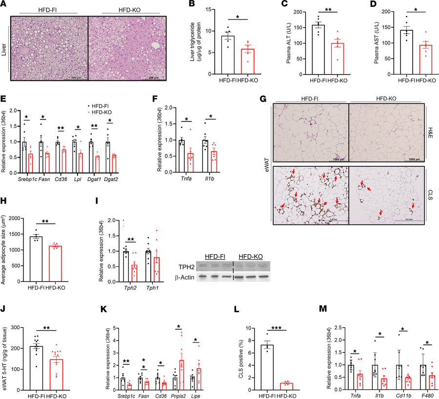 Genetic ablation of adipocyte TPH2 expression protects mice from HFD-ind...