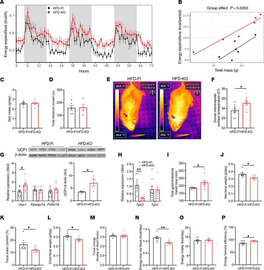 Mice lacking adipocyte TPH2 expression exhibit increased BAT thermogenes...