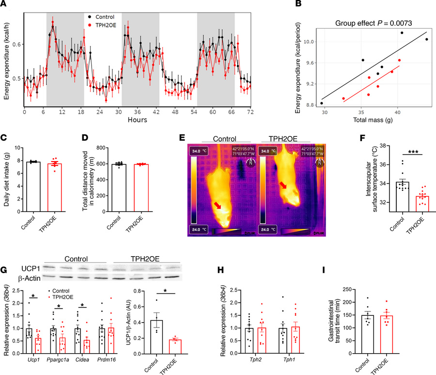 TPH2 overexpression in epididymal adipocytes decreases BAT thermogenesis...