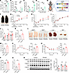 ob/ob mice have elevated TPH2 expression in adipocytes, and mice overexpres