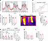 TPH2 overexpression in epididymal adipocytes decreases BAT thermogenesis an