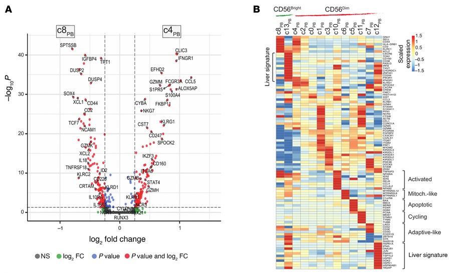 Differential gene expression in NKPB cell clusters.
(A) Volcano plot of ...