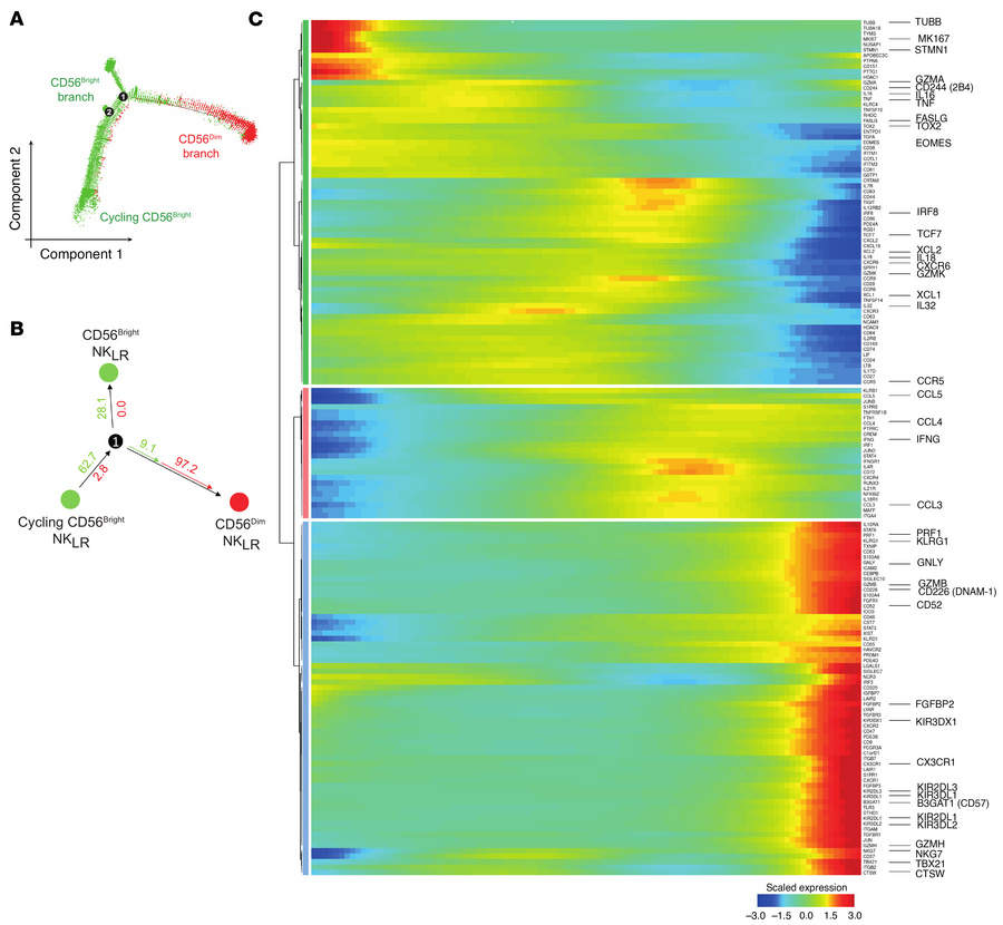Pseudotime analysis of CD56bright and CD56dim NKLR cells.
(A) Monocle2 p...