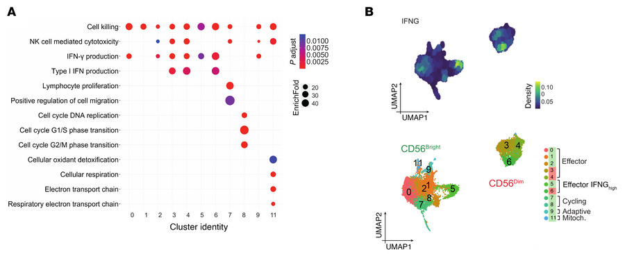 Functional enrichment and IFNG expression in NKLR cells.
(A) Dot plot of...