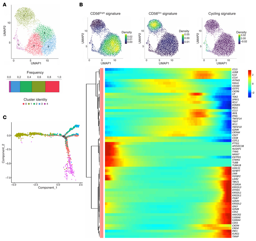 Healthy hepatic NK cells.
(A) Top: UMAP projection of integrated NK cell...
