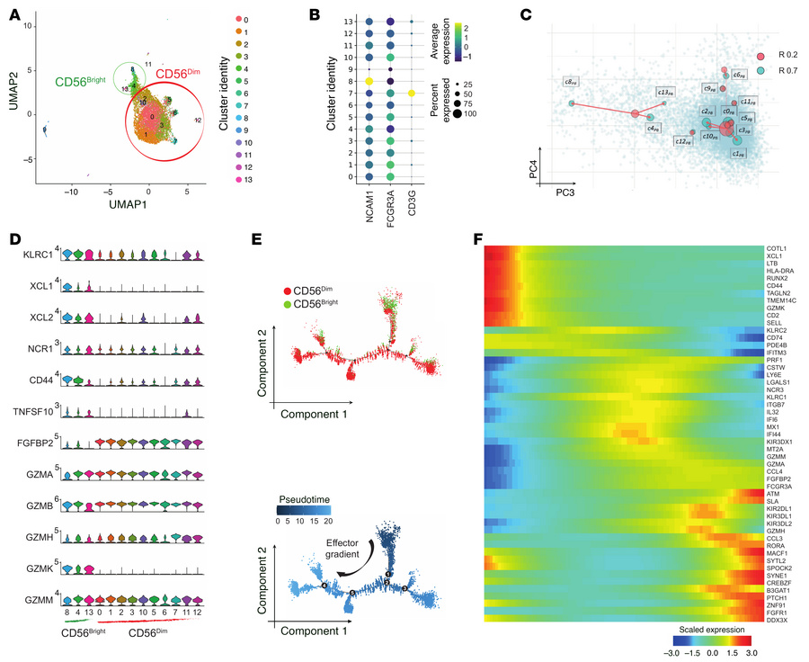 Single-cell RNA-Seq analysis of PB NK cells in CRLM patients.
(A) UMAP p...
