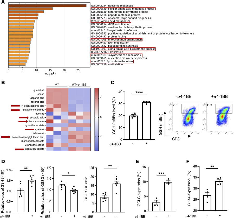 4-1BB costimulation promotes intracellular accumulation of GSH and GPX4 ...