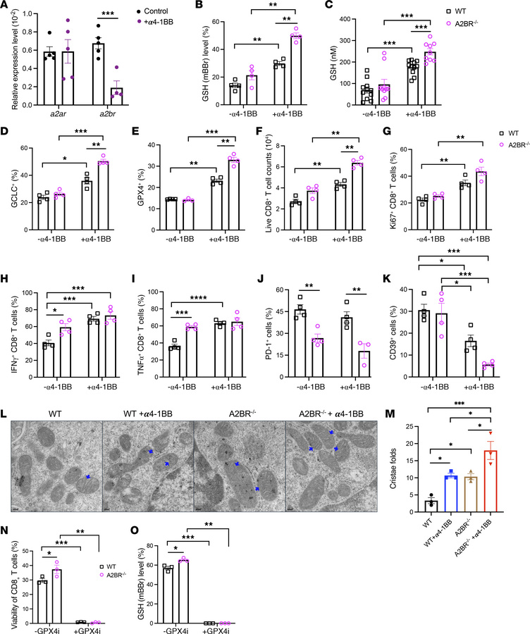 A2BR deletion sustained the GSH/GPX4 axis and promoted CD8+ T cell respo...
