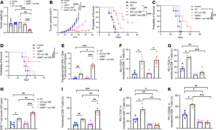 A2BR deletion sensitizes ACT to α4-1BB treatment.
(A) LLC1-Ova tumor–bea...