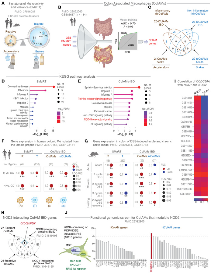 Identification of CCDC88A as a putative NOD2 modulator in IBD-associated...
