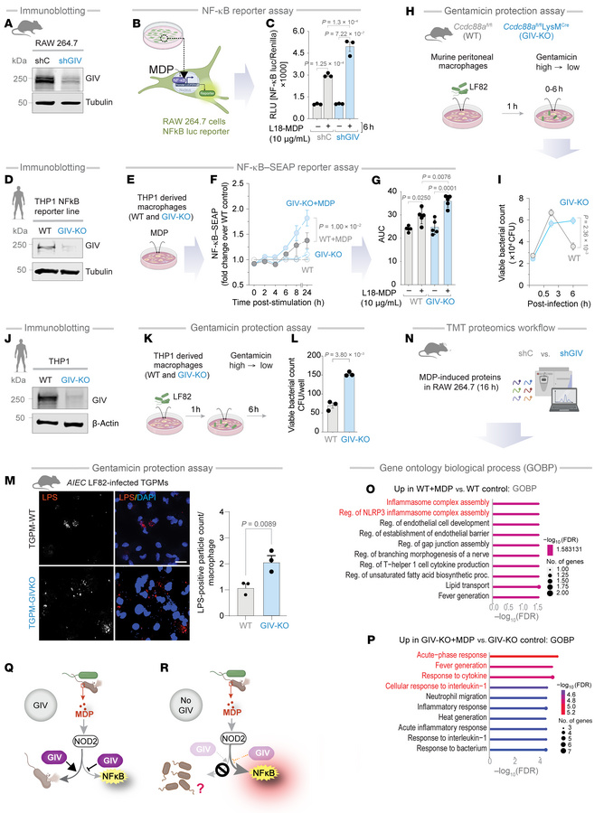 GIV dampens inflammation and promotes bacterial clearance in MDP-stimula...