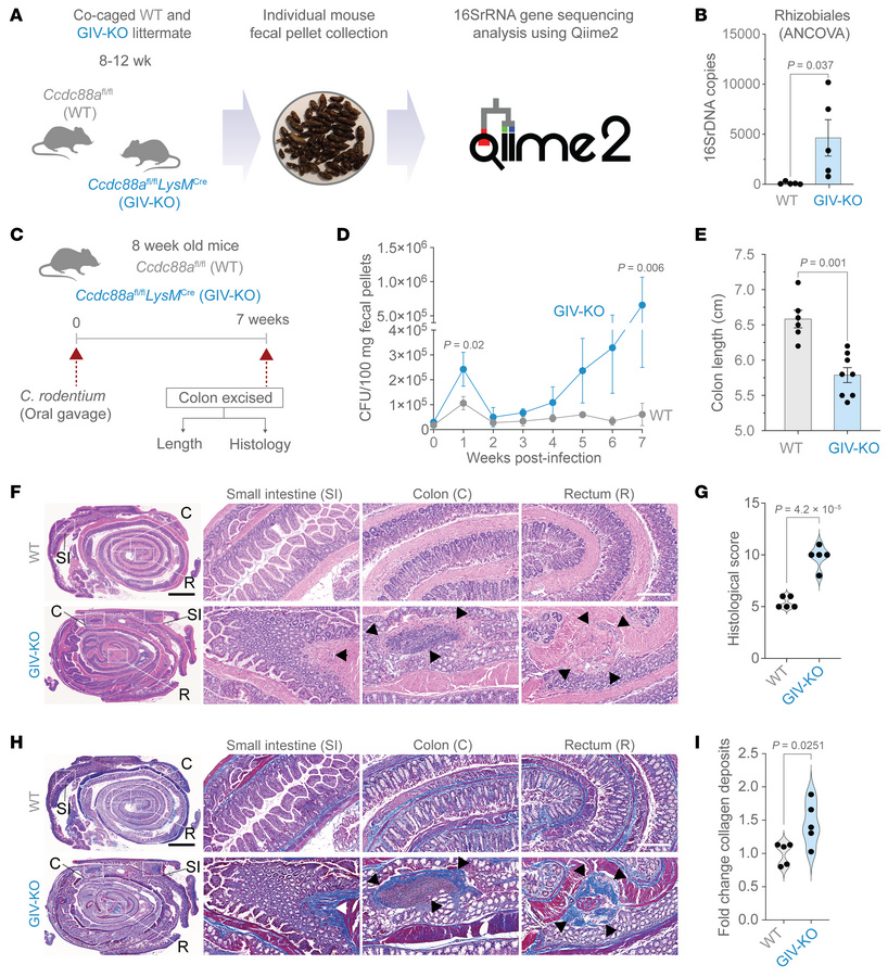 A mouse model of dysbiosis, impaired microbial clearance, patchy chronic...