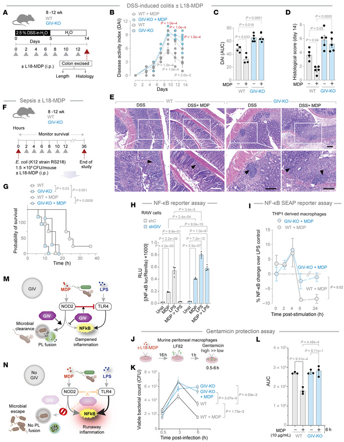 GIV-KO mice and cells are insensitive to the protective actions of MDP/N...