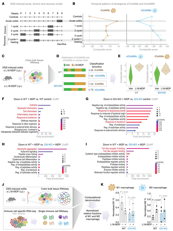GIV is required for the emergence of healing niColAMs in MDP-treated WT ...
