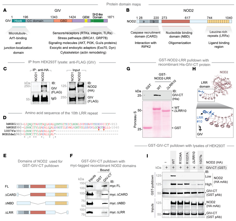 The NOD2(LRR)•GIV(C-term) interaction is direct and ligand-dependent.
(A...