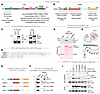 The NOD2(LRR)•GIV(C-term) interaction is direct and ligand-dependent.