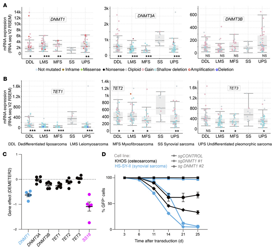 The synovial sarcoma genome is hypomethylated by increased TET and decre...