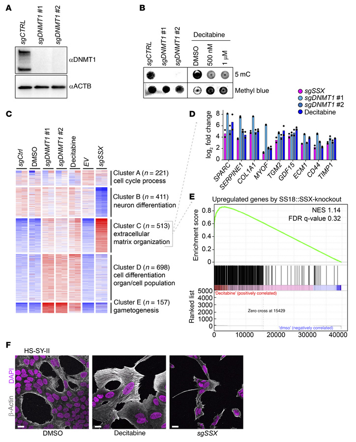 Decitabine treatment mimics DNMT1 knockout and leads to mesenchymal-like...