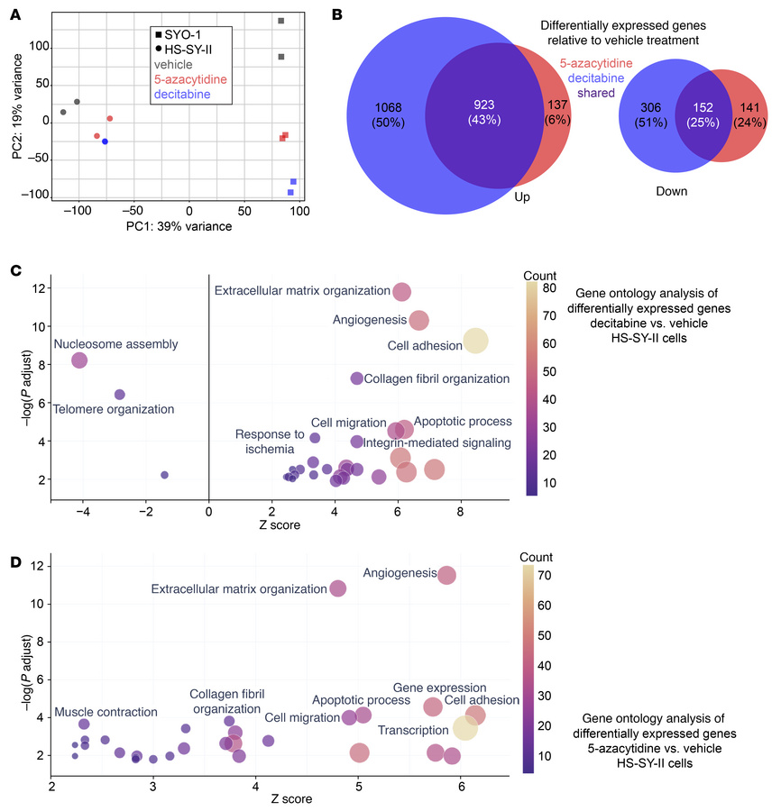 Transcriptomes change from decitabine or azacytidine applied to human sy...