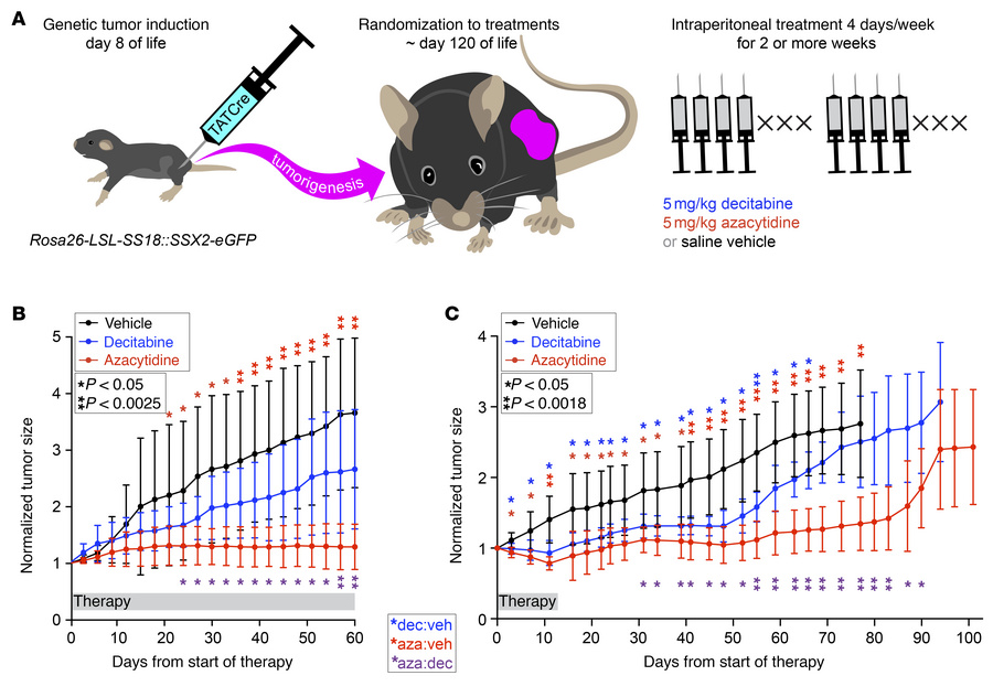 Decitabine and azacytidine treatments affect genetically induced synovia...