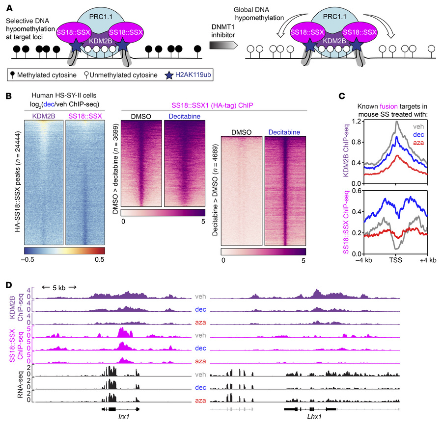 KDM2B redistributes upon DNMT inhibition in synovial sarcoma.
(A) Schema...