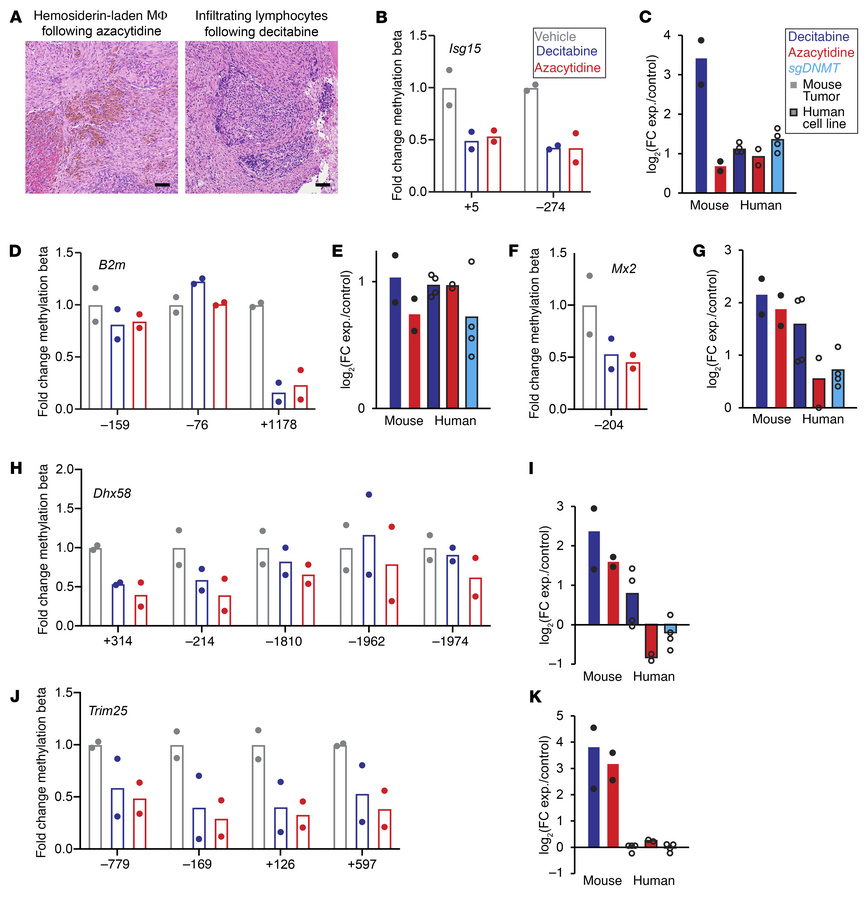 Changes in methylation alter immune-related genes.
(A) Photomicrographs ...