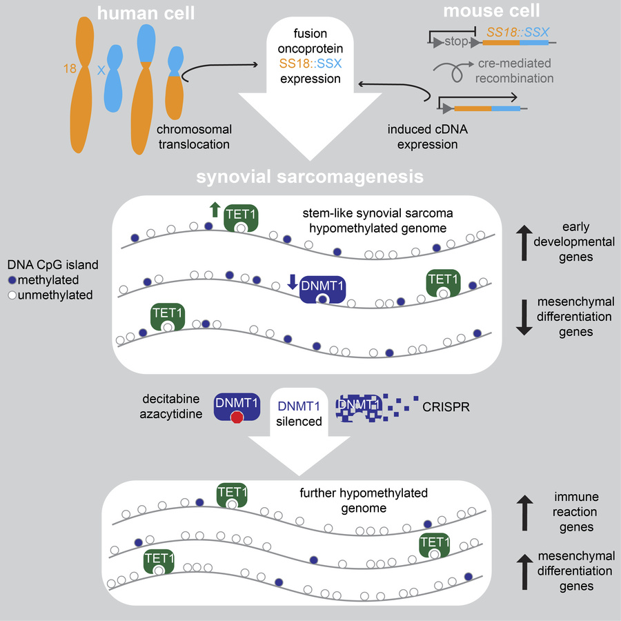 graphical abstract