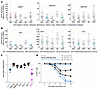 The synovial sarcoma genome is hypomethylated by increased TET and decrease