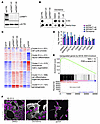 Decitabine treatment mimics DNMT1 knockout and leads to mesenchymal-like ph