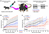 Decitabine and azacytidine treatments affect genetically induced synovial s