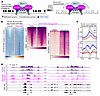 KDM2B redistributes upon DNMT inhibition in synovial sarcoma.