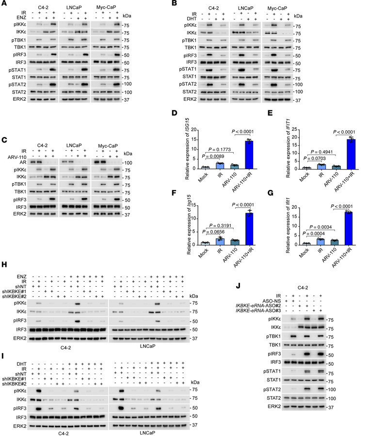 Restored IKKε expression by AR-targeted therapy enables IFN signaling in...
