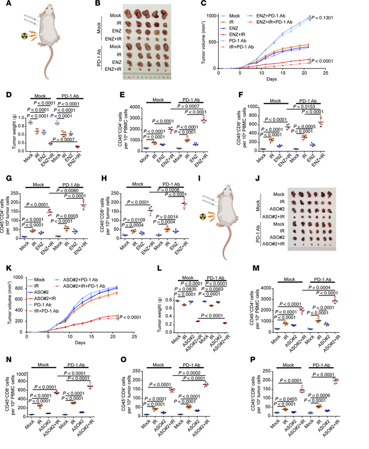 IR and antiandrogen dual treatment sensitizes prostate cancer cells to I...