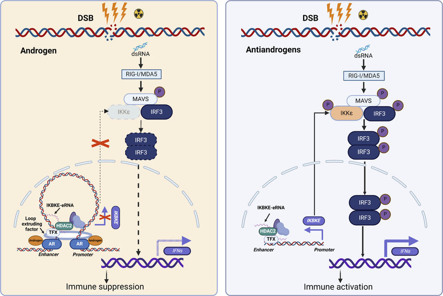 A hypothetical model.
Left: Radiation treatment of prostate cancer cells...